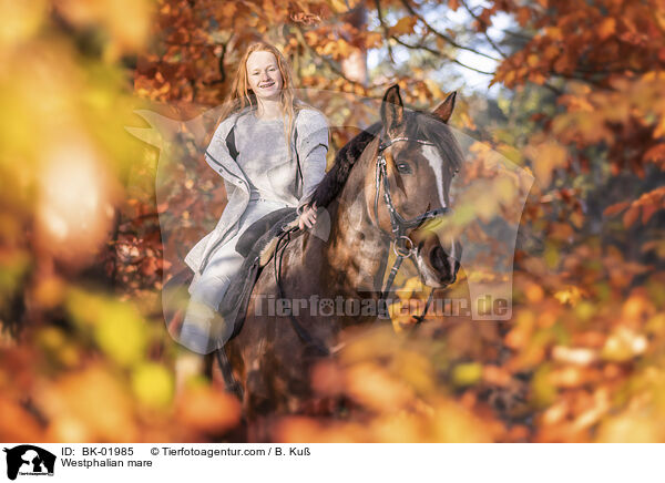 Westfalen Stute / Westphalian mare / BK-01985