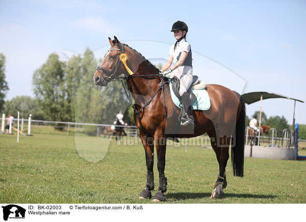 Westfalen Stute / Westphalian mare / BK-02003