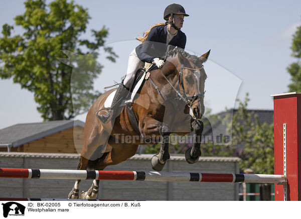 Westfalen Stute / Westphalian mare / BK-02005