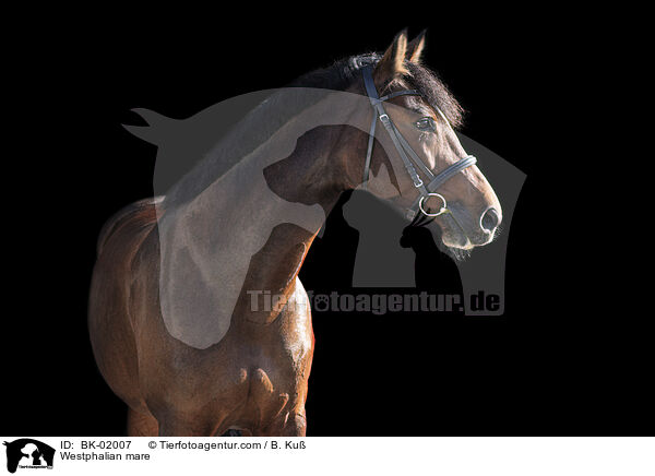 Westfalen Stute / Westphalian mare / BK-02007