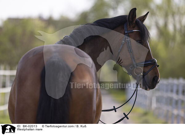 Westfalen Stute / Westphalian mare / BK-02013