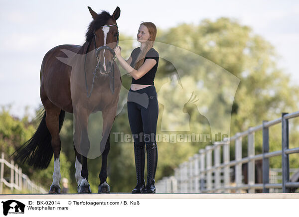 Westfalen Stute / Westphalian mare / BK-02014