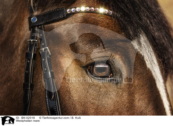Westfalen Stute / Westphalian mare / BK-02018
