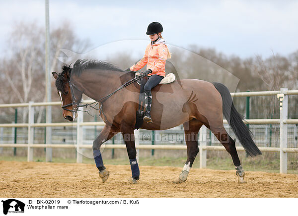 Westfalen Stute / Westphalian mare / BK-02019