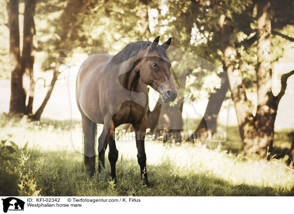 Westfalen Stute / Westphalian horse mare / KFI-02342