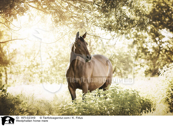 Westfalen Stute / Westphalian horse mare / KFI-02349