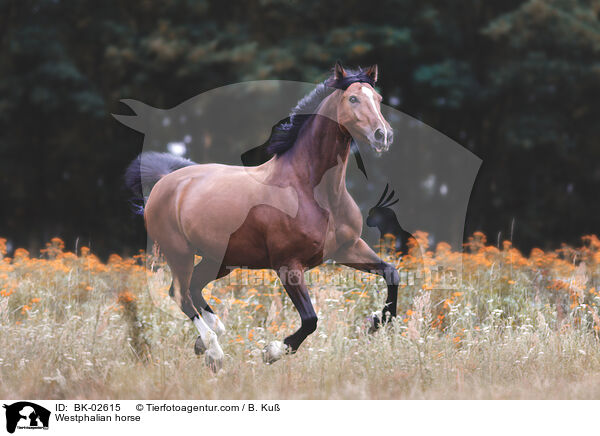 Westphalian horse / BK-02615