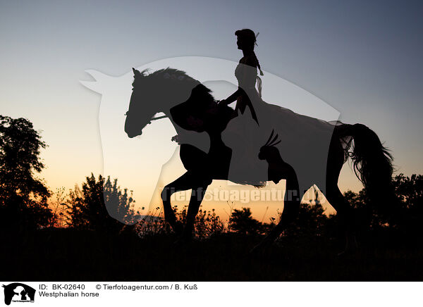 Westfale / Westphalian horse / BK-02640
