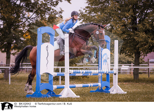 Westfale / Westphalian horse / BK-02642
