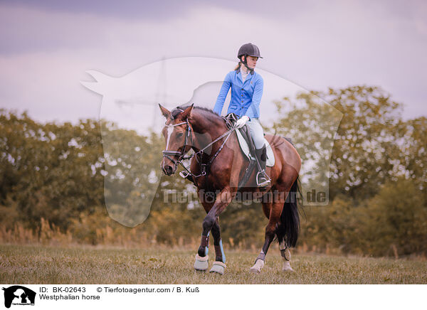 Westfale / Westphalian horse / BK-02643