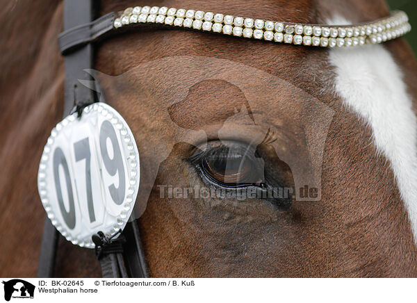 Westphalian horse / BK-02645