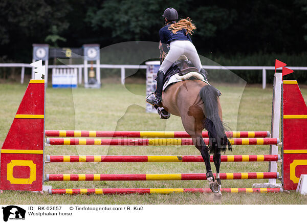 Westfale / Westphalian horse / BK-02657