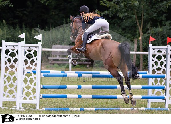 Westphalian horse / BK-02659