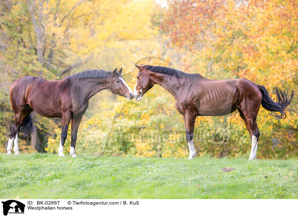 Westfalen / Westphalian horses / BK-02667
