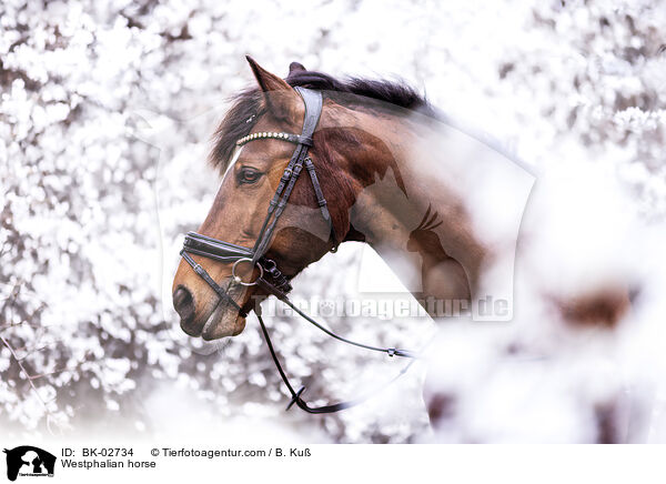 Westfale / Westphalian horse / BK-02734
