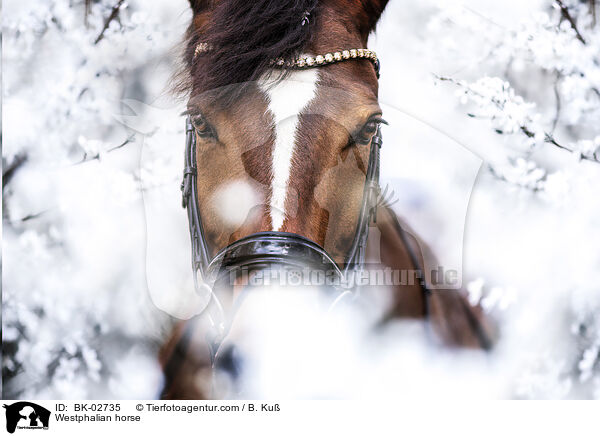Westfale / Westphalian horse / BK-02735