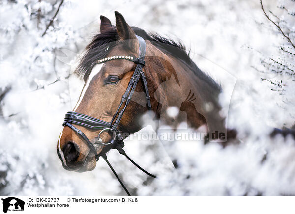 Westfale / Westphalian horse / BK-02737