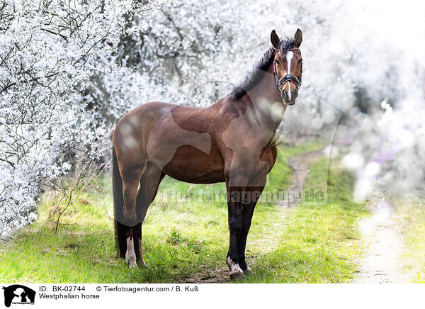 Westfale / Westphalian horse / BK-02744