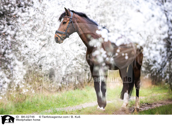 Westfale / Westphalian horse / BK-02746