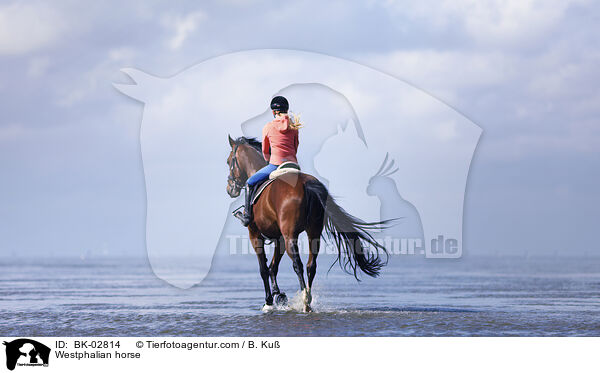 Westfale / Westphalian horse / BK-02814