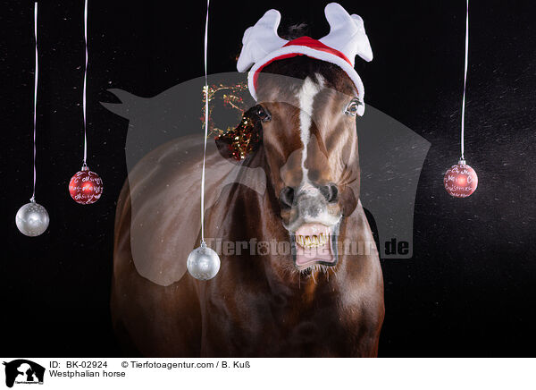 Westfale / Westphalian horse / BK-02924