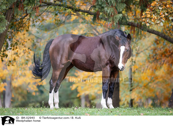 Westphalian horse / BK-02940
