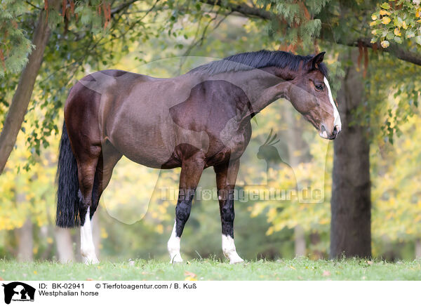 Westphalian horse / BK-02941