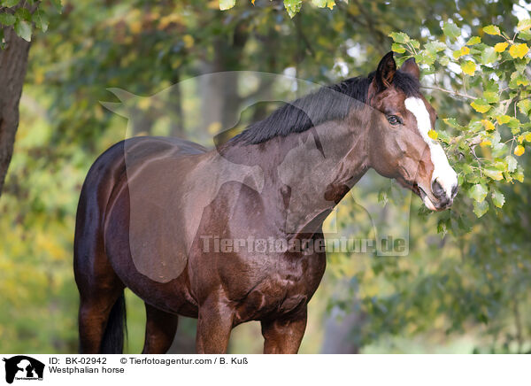 Westphalian horse / BK-02942