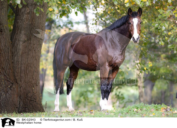 Westphalian horse / BK-02943