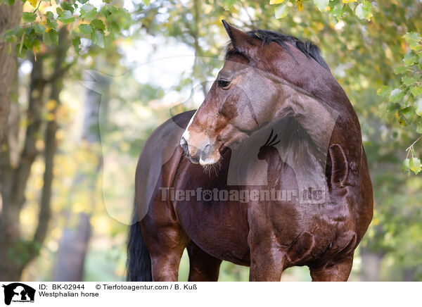 Westfale / Westphalian horse / BK-02944