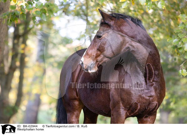 Westfale / Westphalian horse / BK-02944