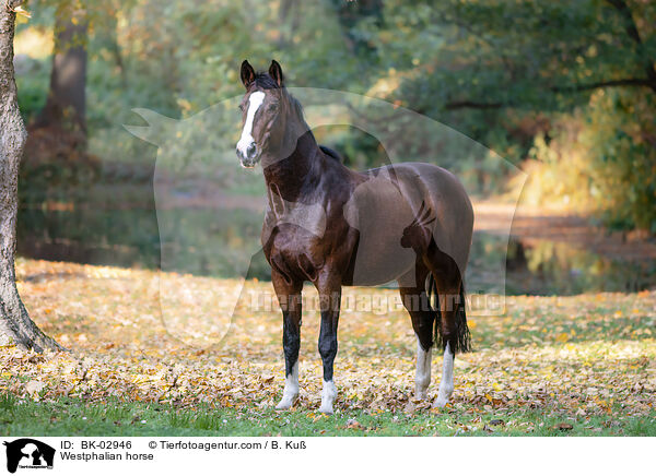 Westfale / Westphalian horse / BK-02946