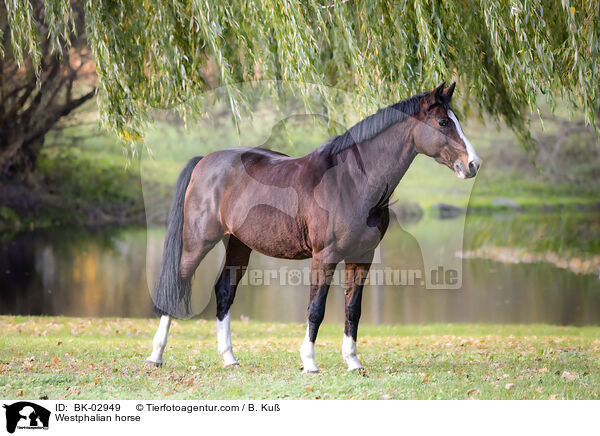 Westfale / Westphalian horse / BK-02949