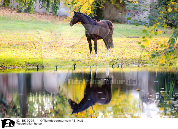 Westphalian horse / BK-02951