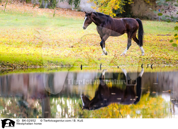 Westphalian horse / BK-02952