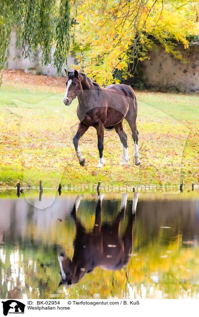 Westphalian horse / BK-02954