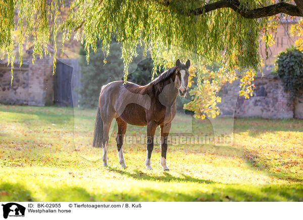 Westfale / Westphalian horse / BK-02955