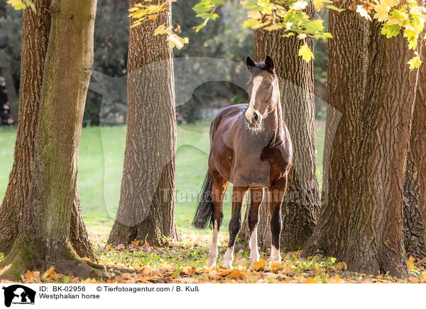 Westphalian horse / BK-02956