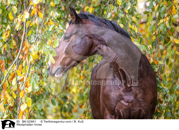 Westfale / Westphalian horse / BK-02961