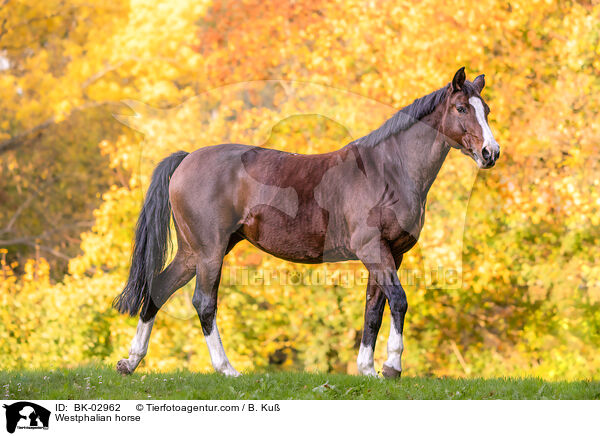 Westfale / Westphalian horse / BK-02962