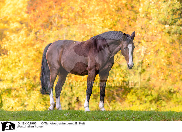 Westphalian horse / BK-02963