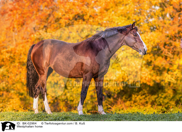 Westfale / Westphalian horse / BK-02964