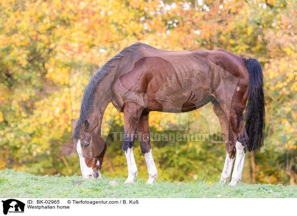 Westphalian horse / BK-02965
