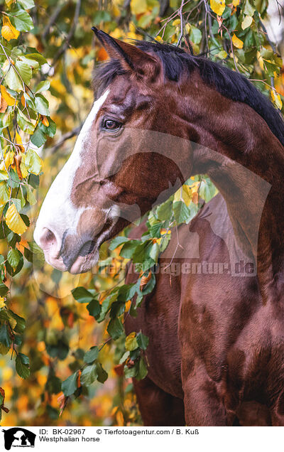 Westfale / Westphalian horse / BK-02967