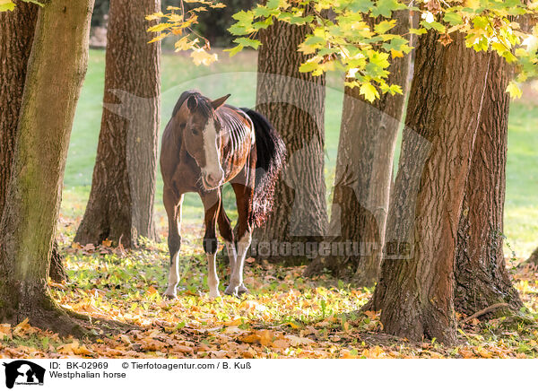 Westphalian horse / BK-02969