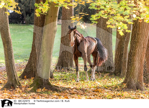Westphalian horse / BK-02970