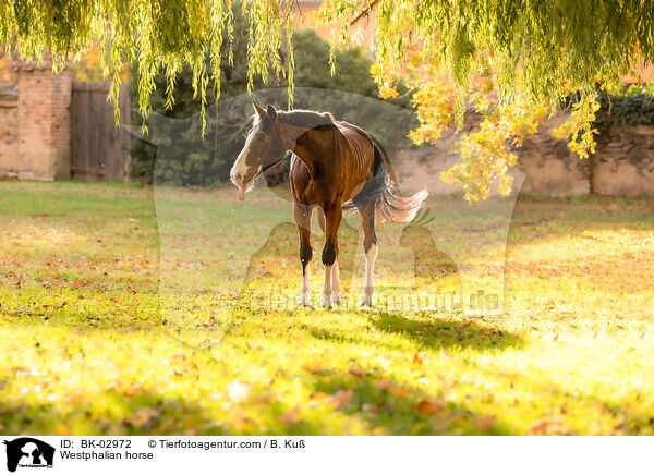 Westphalian horse / BK-02972