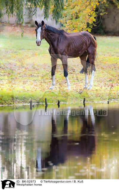 Westphalian horse / BK-02973