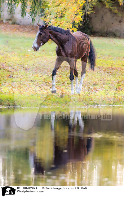 Westfale / Westphalian horse / BK-02974