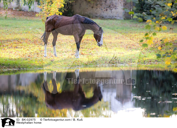 Westfale / Westphalian horse / BK-02975